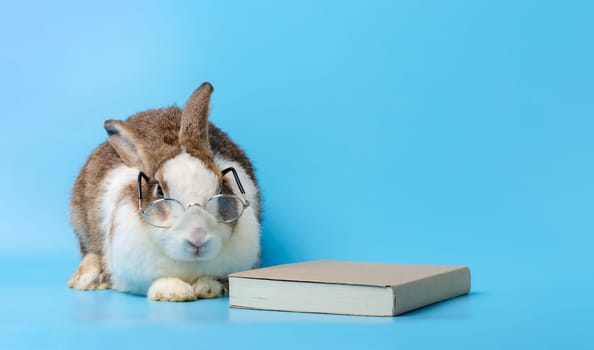 Cute rabbit with glasses sitting beside the brown book on blue background. Bunny studying and reading a book, education concept.