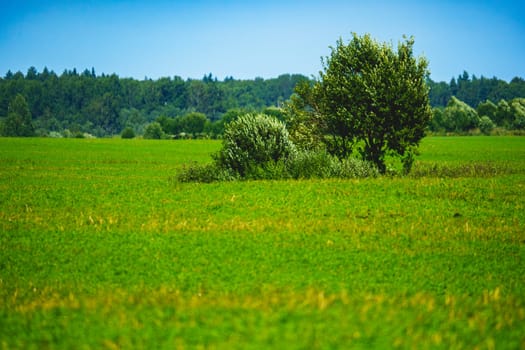 Lush green field with a small group of trees in the foreground and a dense forest in the background. Serene rural landscape under a bright blue sky on a sunny day