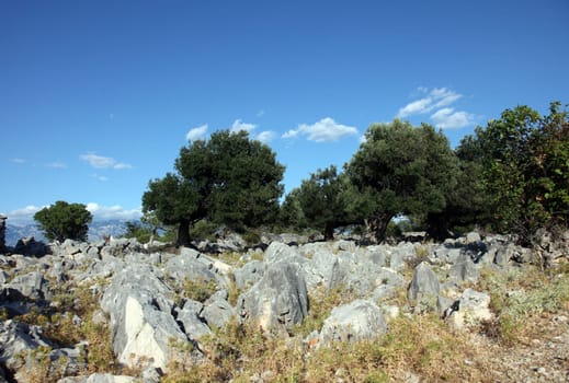 Olive grove