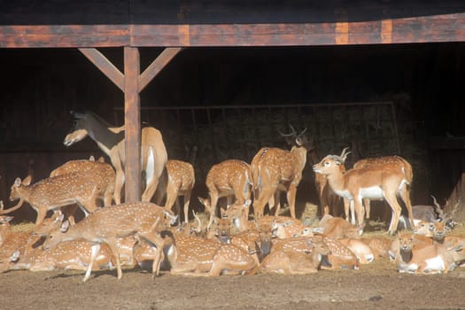 Herd of Deer
