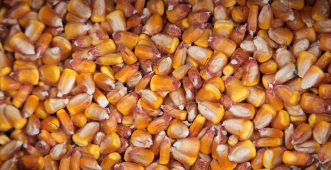 Sweet corn