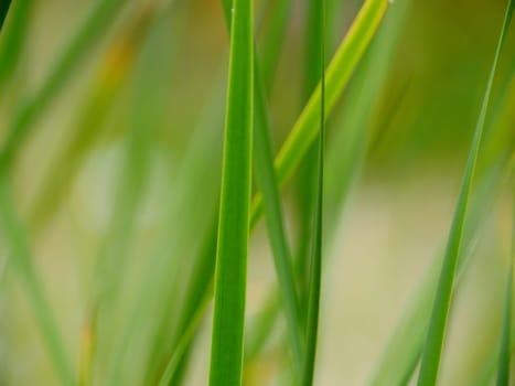 green grass leaves, abstract background, purity concept