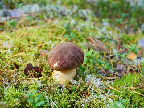 small white mushroom boletus in green moss, close-up