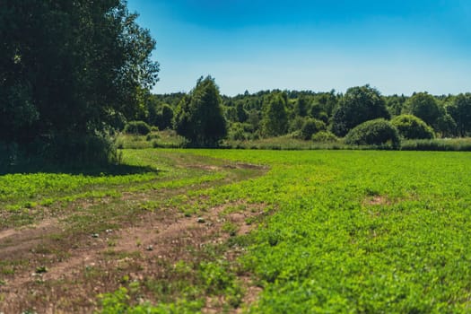 Winding dirt road cutting through a lush green field, leading towards a dense forest. Peaceful rural landscape under a clear blue sky on a sunny da