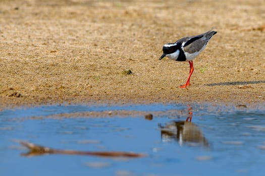Cayennekiebitz (Vanellus cayanus),Pantanal,Mato Grosso,Brazil