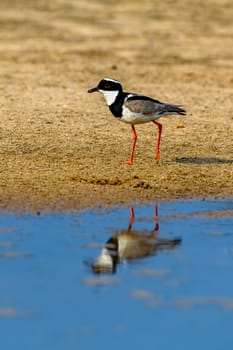 Cayennekiebitz (Vanellus cayanus),Pantanal,Mato Grosso,Brazil