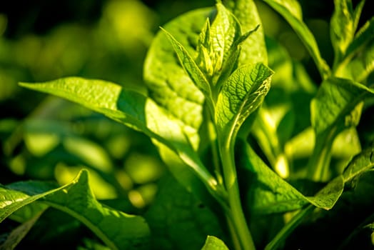 comfrey, leaf in autumn, closeup