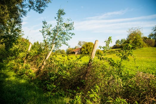 old barn hidden in the green