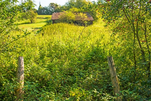 old barn hidden in the green