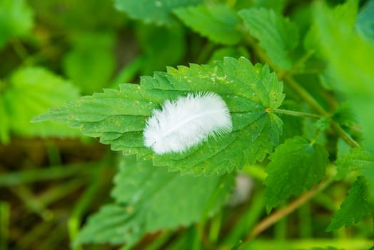 feather on a leaf of a stiniging nettle