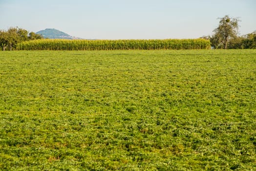 corn field with mountain in the background