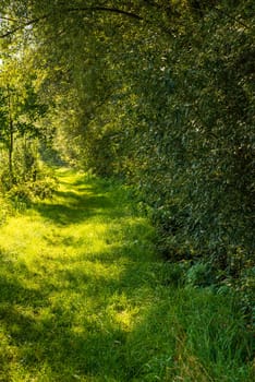 small track in the green beside a forest