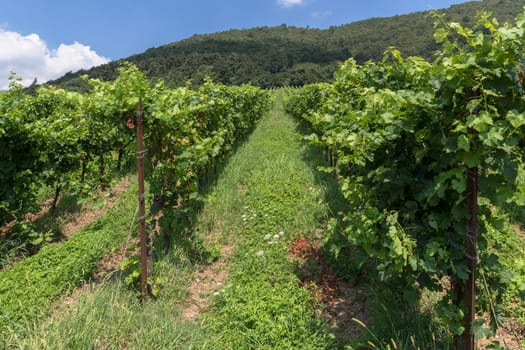 Italian vineyards plantations with traditional local grape varieties and international grape. Landscape of green vineyards in the summer in Italy.