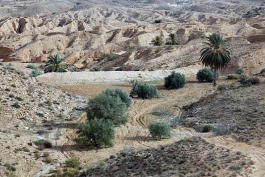 Oasis in Atlas Mountains