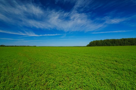 Expansive green field stretching to the horizon under a bright blue sky with wispy clouds. Peaceful rural landscape with lush vegetation and distant trees