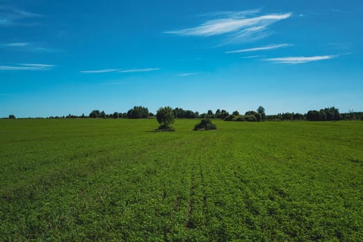 Expansive green field stretching to the horizon under a bright blue sky with wispy clouds. Peaceful rural landscape with lush vegetation and distant trees