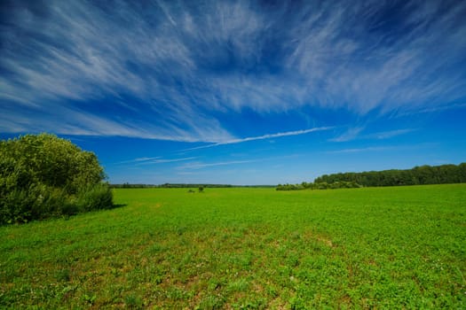 Expansive green field stretching to the horizon under a bright blue sky with wispy clouds. Peaceful rural landscape with lush vegetation and distant trees