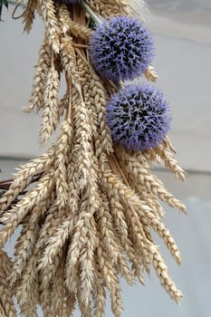 Bundle of wheat with flower, harvest in Nedelisce, Croatia