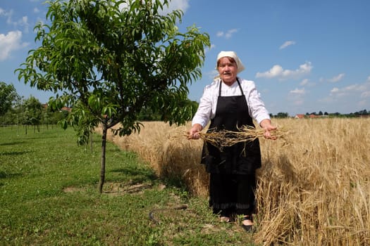 Peasant woman harvesting wheat with scythe in wheat fields in Nedelisce, Croatia