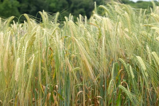 Field of wheat