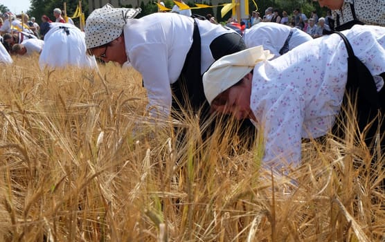 Peasant women harvesting wheat with scythe in wheat fields in Nedelisce, Croatia