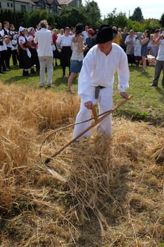 Farmer harvesting wheat with scythe in wheat fields in Nedelisce, Croatia
