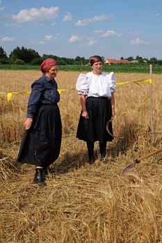 Peasant woman harvesting wheat with scythe in wheat fields in Nedelisce, Croatia