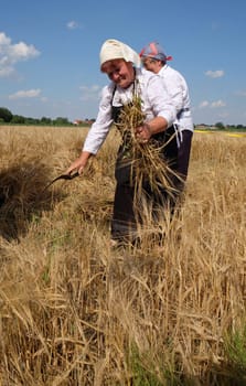 Peasant women harvesting wheat with scythe in wheat fields in Nedelisce, Croatia