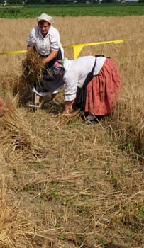 Peasant women harvesting wheat with scythe in wheat fields in Nedelisce, Croatia