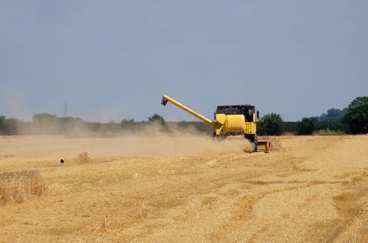 Combine harvester harvest ripe wheat on a farm in Nedelisce, Croatia