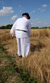 Farmer harvesting wheat with scythe in wheat fields in Nedelisce, Croatia