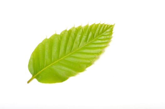 chestnut leaf on white background