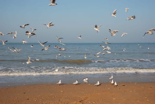 Flock of seagulls on the beach
