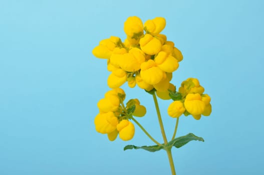 calceolaria integrifolia on a blue background