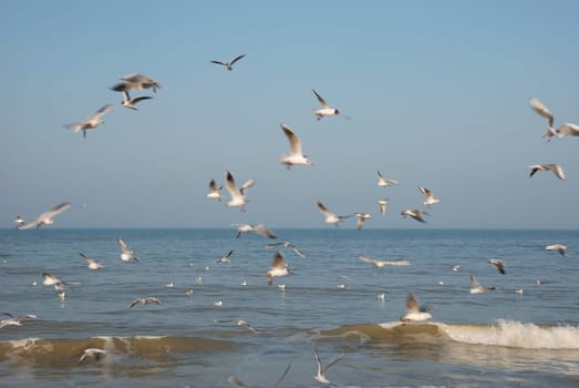 Flock of seagulls on the beach