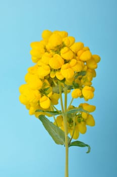 calceolaria integrifolia on a blue background