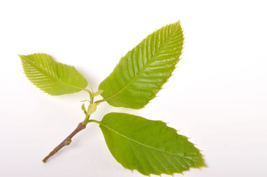 chestnut leaf on white background