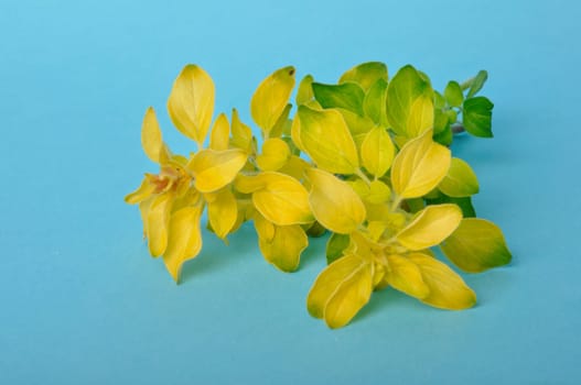 Golden oregano on blue background