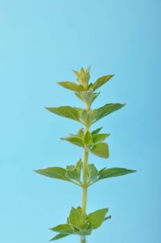 oregano on a blue background