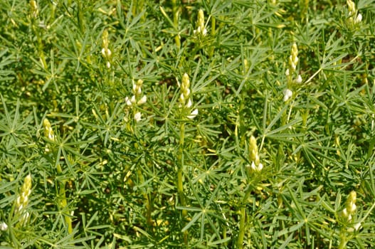 lupine fodder in a field