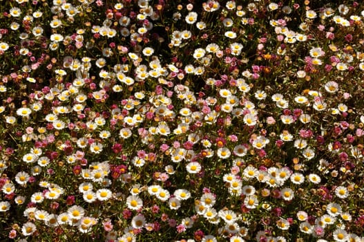 Erigeron plant growing in garden
