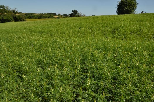 lupine fodder in a field