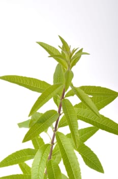Lemon verbena on a white background