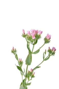 Centaury on a white background