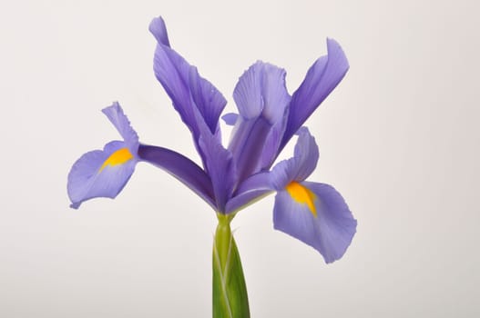 leaf iris in sword on a white background
