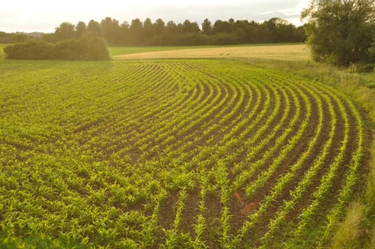 Corn field in Brittany