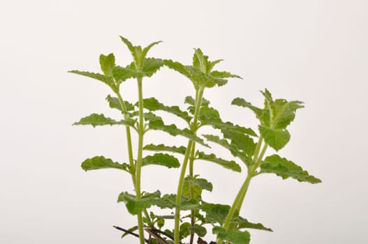 Strawberry mint plant on white background