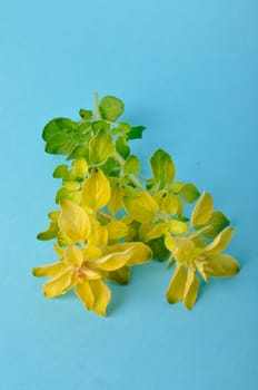 Golden oregano on blue background