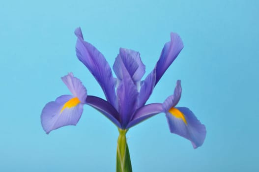 leaf iris in sword on a blue background