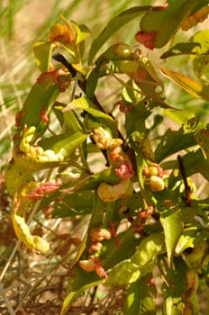 Peach blister on a nectarine tree